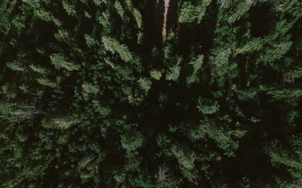 Green Forest