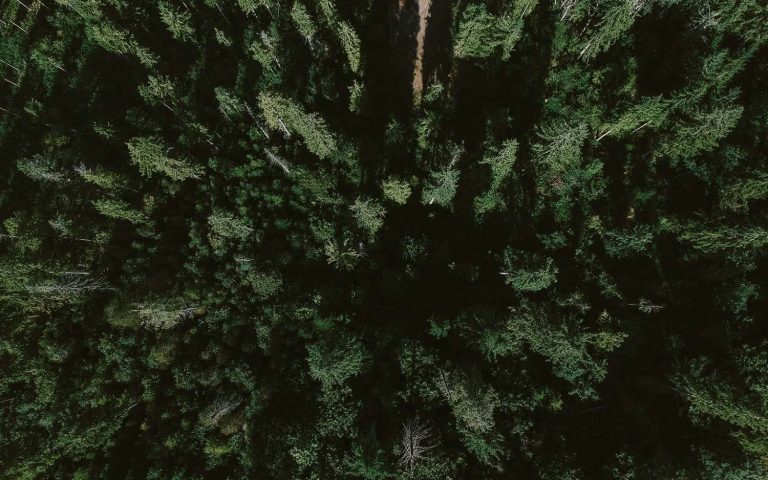 Green Forest
